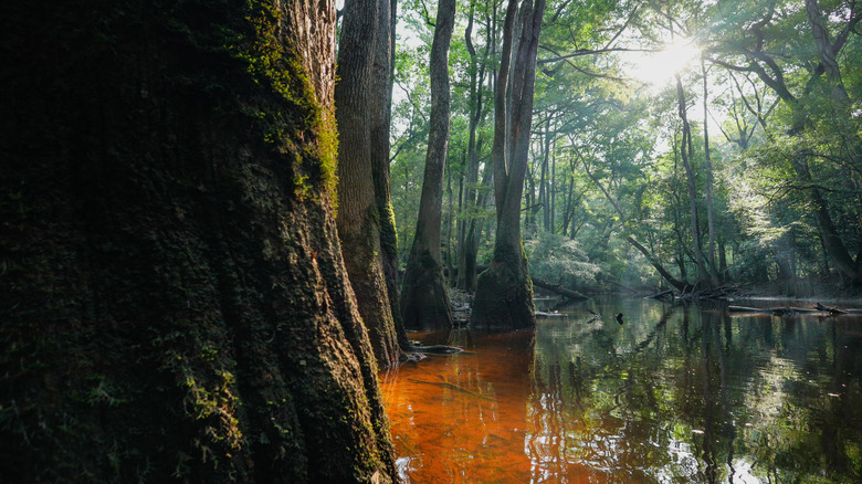 Forested swampland in Congaree National Park, South Carolina.