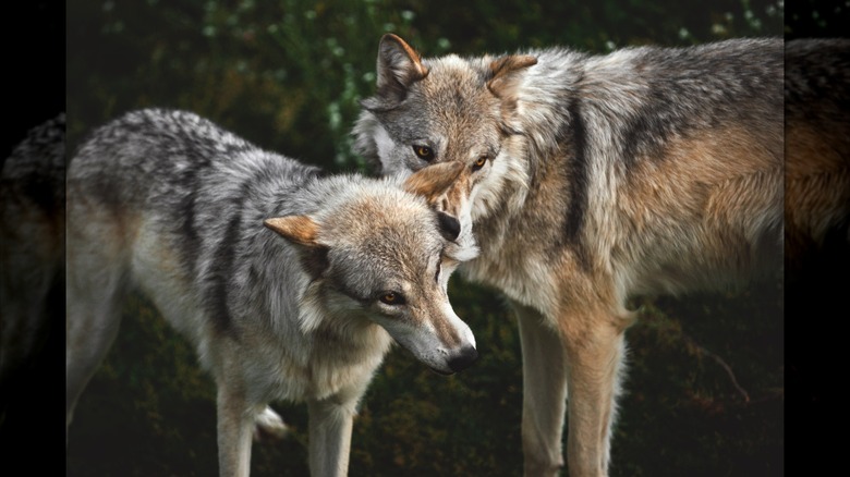 Two wolves playing together in Yellowstone National Park