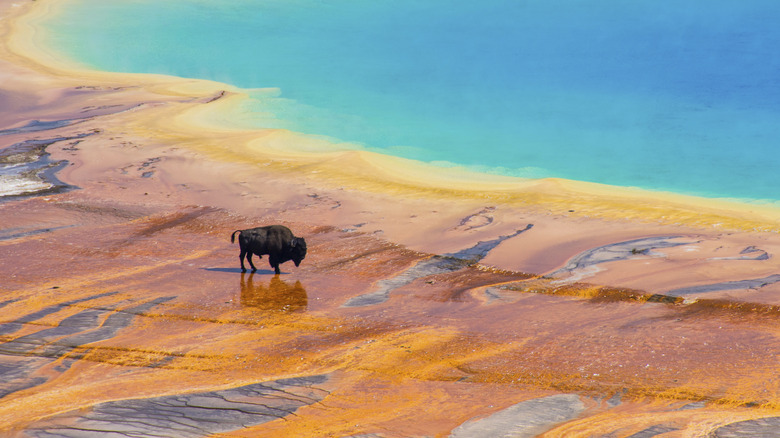 Bison crossing the Grand Prismatic Spring in Yellowstone National Park
