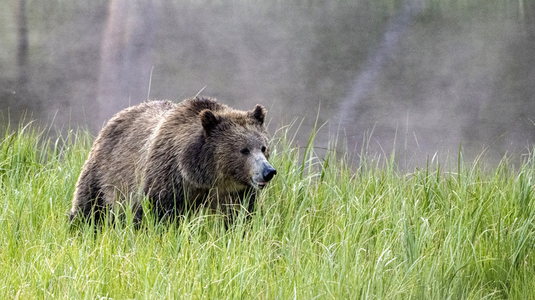 A grizzly bear in Yellowstone National Park