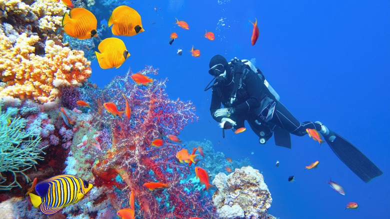 Scuba diving in a coral reef