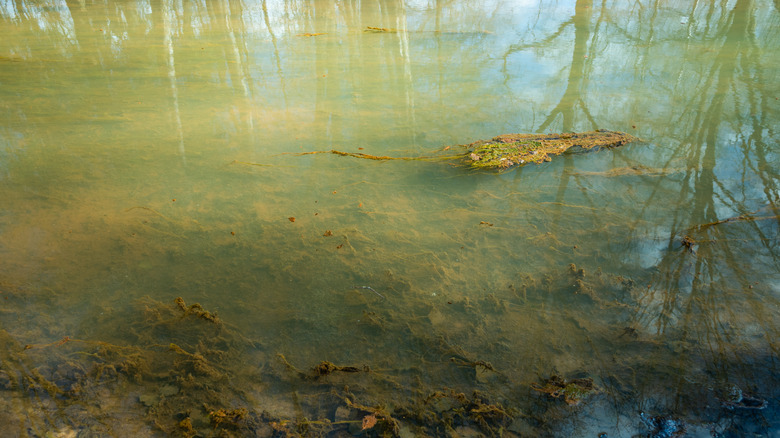Muddy lake water with algae floating near the surface