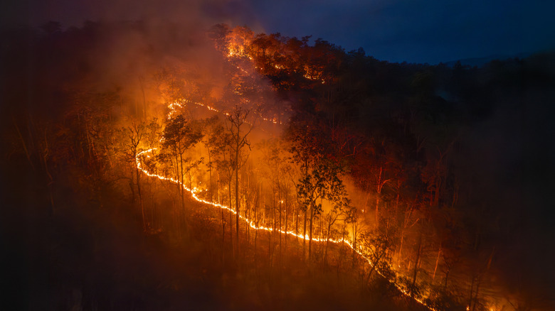 Forest wildfire from above at night