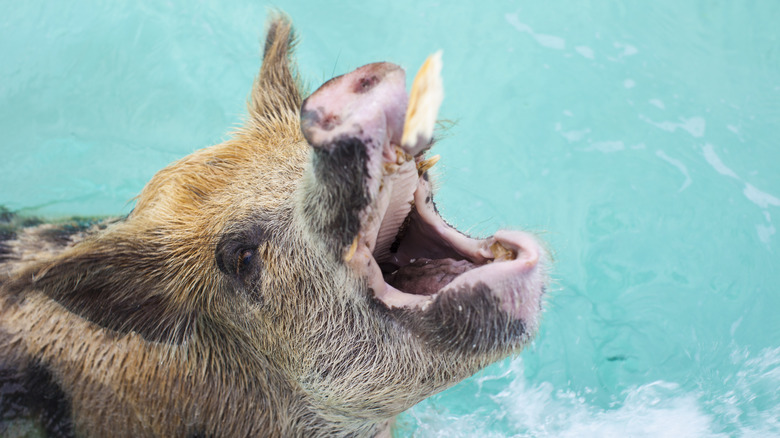 Pig opening mouth to receive food in Caribbean waters