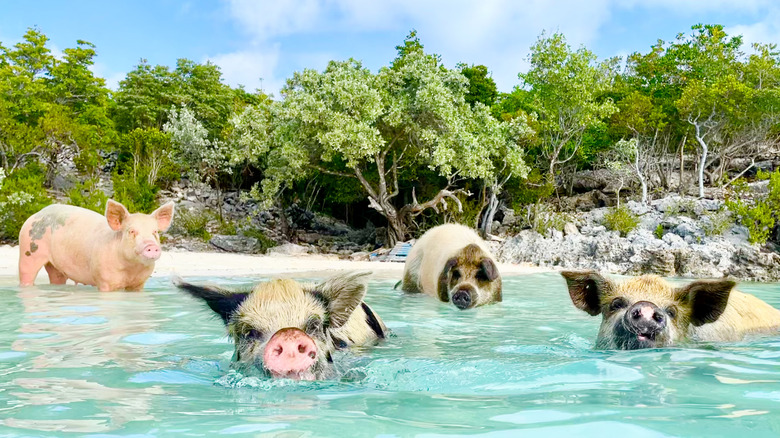 Pigs swimming on a beach in the Bahamas