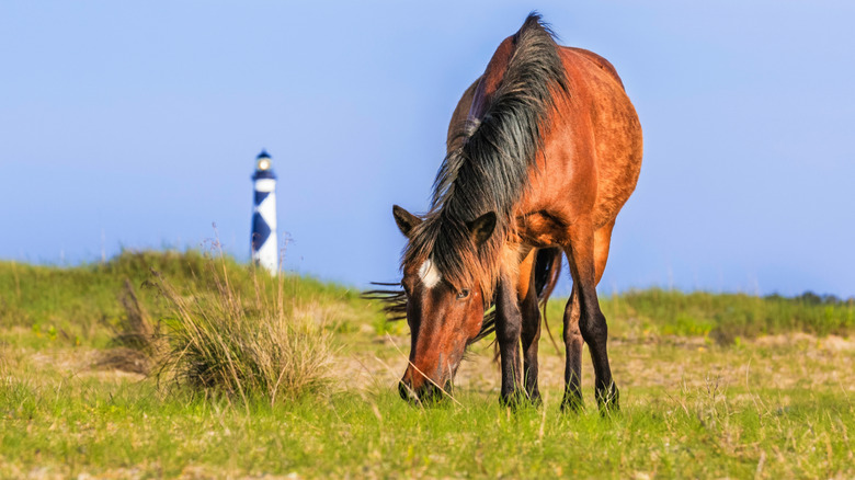 horse grazing in field with lighthouse in background