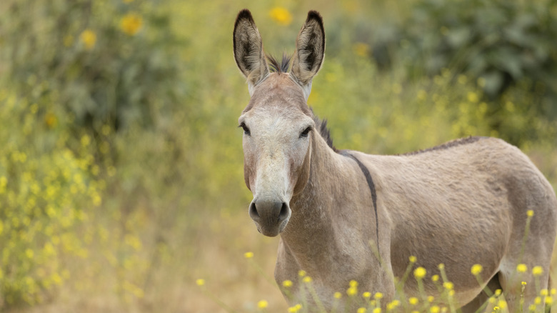 five mules running with cliff in background