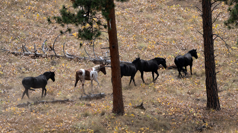 herd of five horses climbing arid ridge