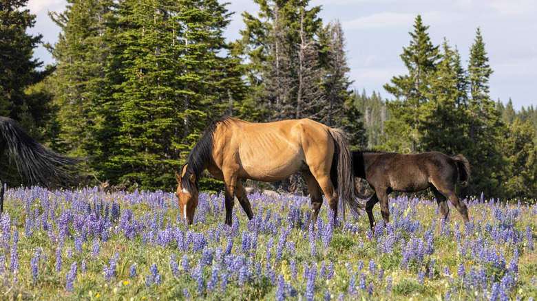 a grey speckled horse and a foal with mountain in background
