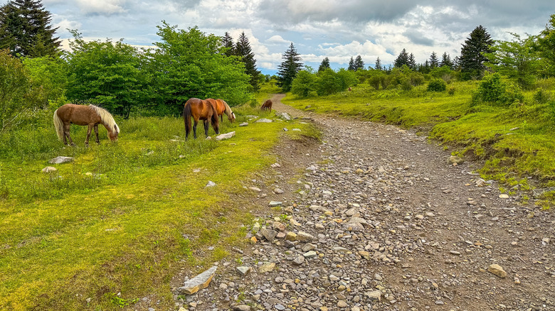 ponies grazing alongside a trail