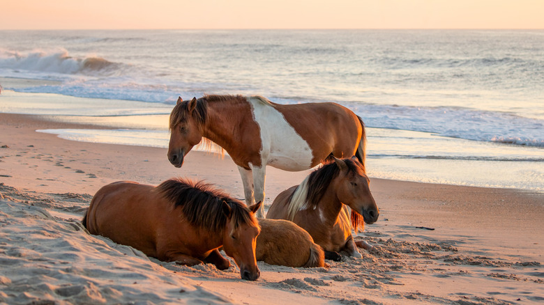 wild horses on the beach at sunrise