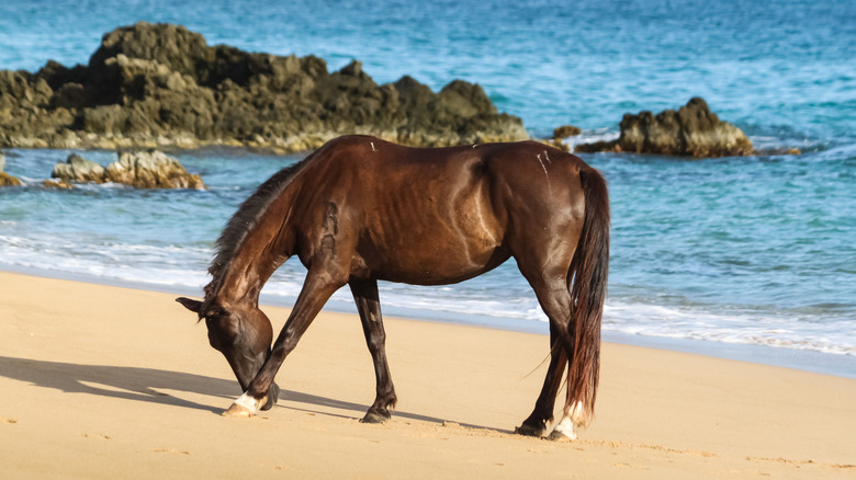 chestnut colored horse on the beach