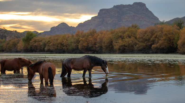 three horses wading into the water of a river with autumn colored forest in background