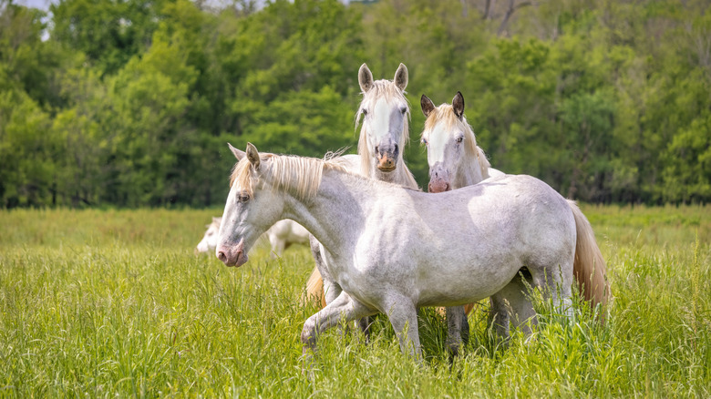 three white horses and one black horse grazing on a lawn with building and forest in background