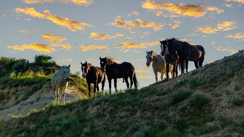 six horses line the ridge of a hill