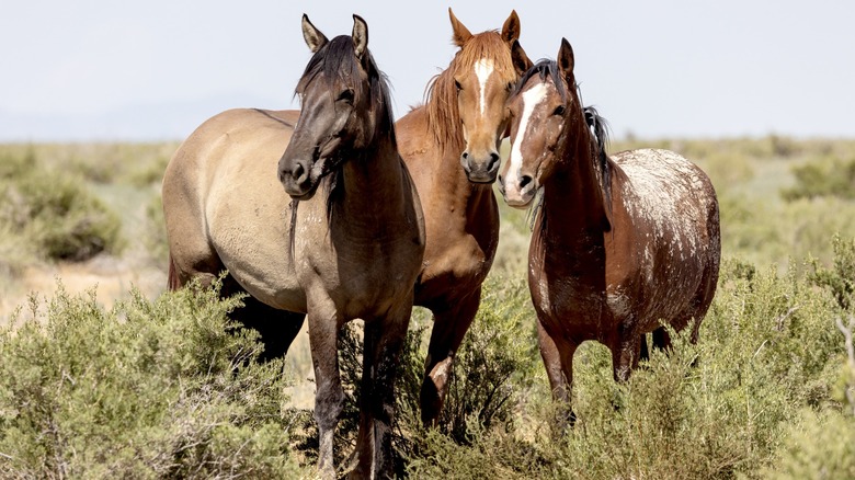 three horses standing together in a field