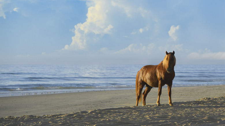 a horse on the beach
