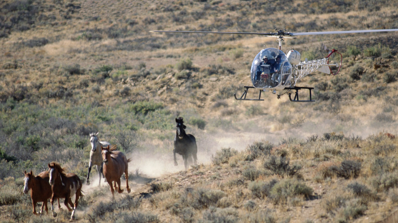 a helicopter hovers over a herd of running horses