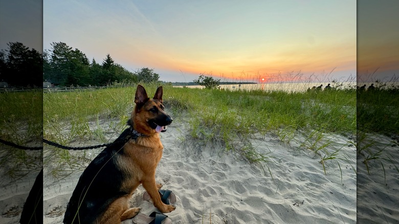 A German Shepard on a low grassy dune by the beach with the sun setting behind Lake Michigan