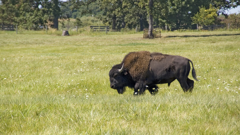 Buffalo grazing in a prairie in Illinois