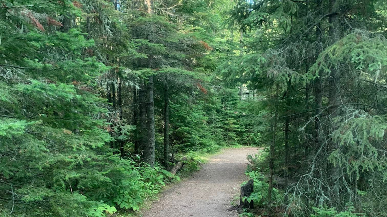 A forested hiking trail at Carson-Pegasus Provincial Park