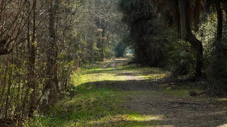 ﻿﻿Pinckney Island National Wildlife Refuge
