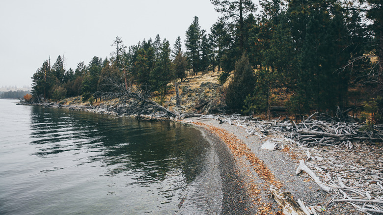 A cove on the shoreline of Wild Horse Island, Montana