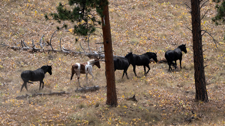 Wild horses wandering across the backcountry of Wild Horse Island, Montana