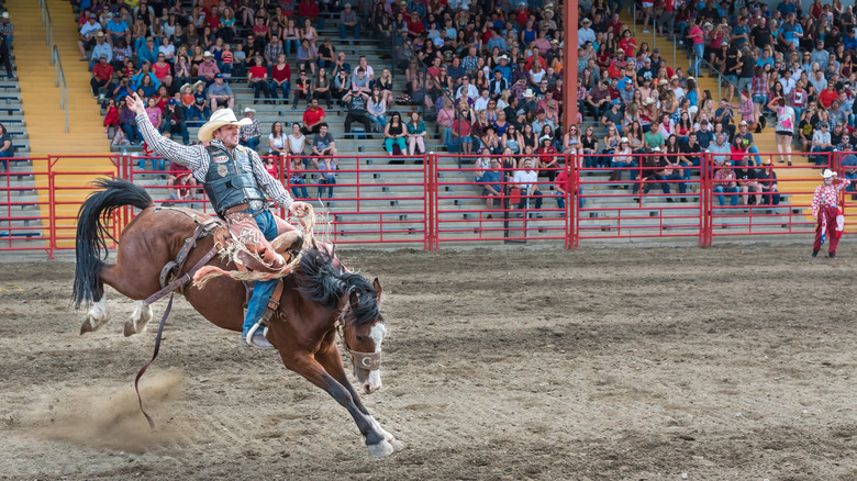 Cowboy on horseback in stadium at the Williams Lake Stampede