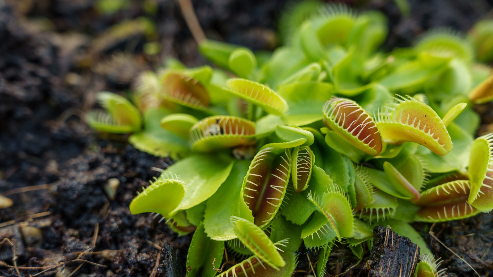 l-intro-1769103395.jpg