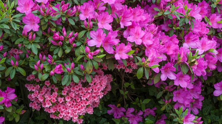 Bright pink azaleas at the North Carolina Azalea Festival