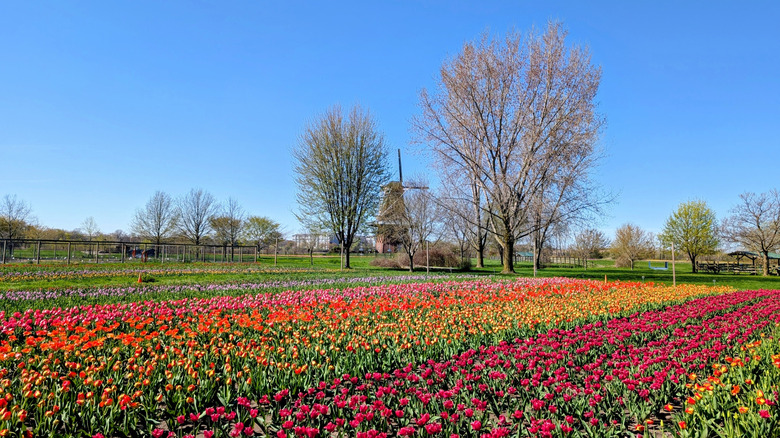 Tulip fields in bloom at Windmill Island Gardens on a sunny day