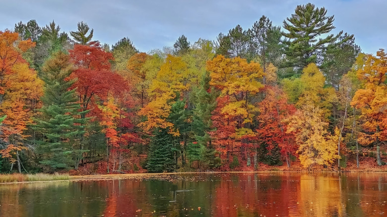 trees with colorful fall foliage reflecting in a lake in Eagle River, Wisconsin