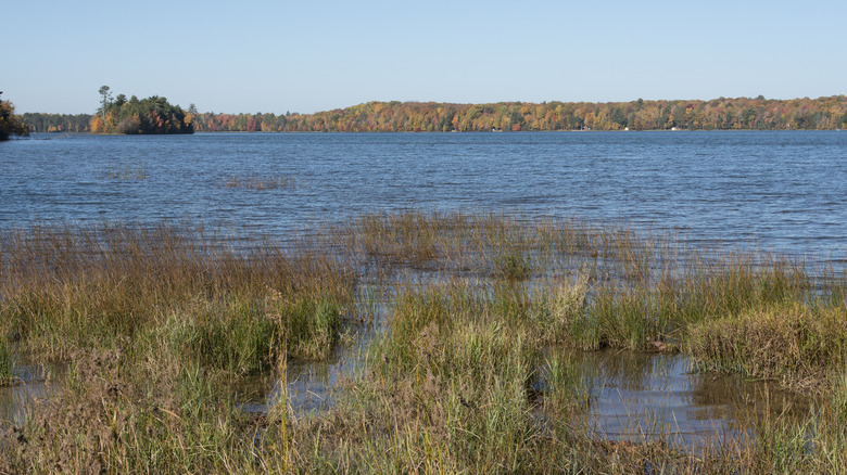 The emergent rushes along Franklin Lake in Northern Wisconsin's Chequamegon-Nicolet National Forest