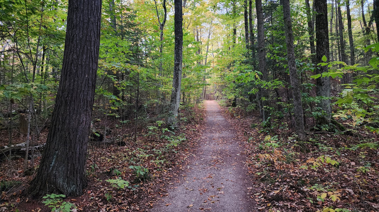A woodland hiking trail through the trees in Newport State Park, Wisconsin