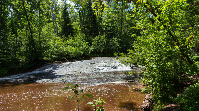 Waterfall with short drop in forest