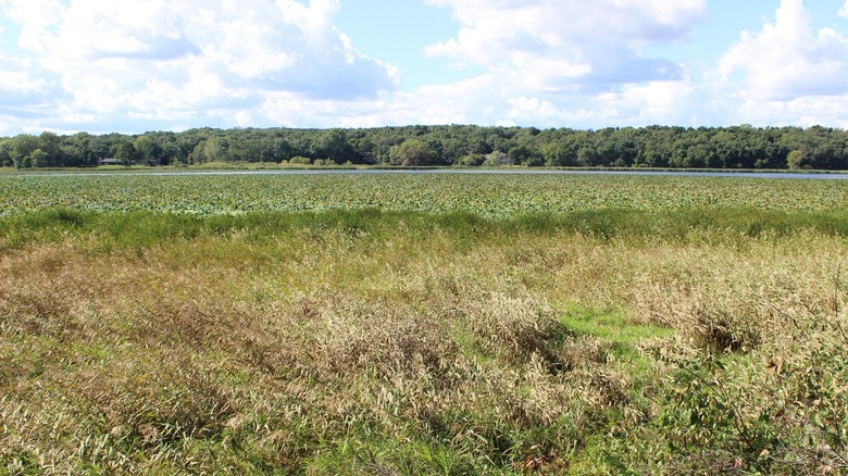 Marsh and grassland in the Cherokee Marsh Natural Resource Area near DeForest, Wisconsin