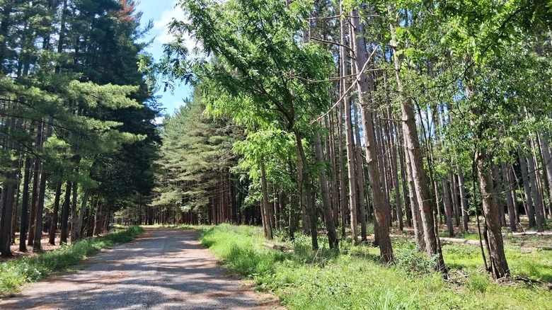 A paved tree-lined walking path through Kettle Moraine State Forest.