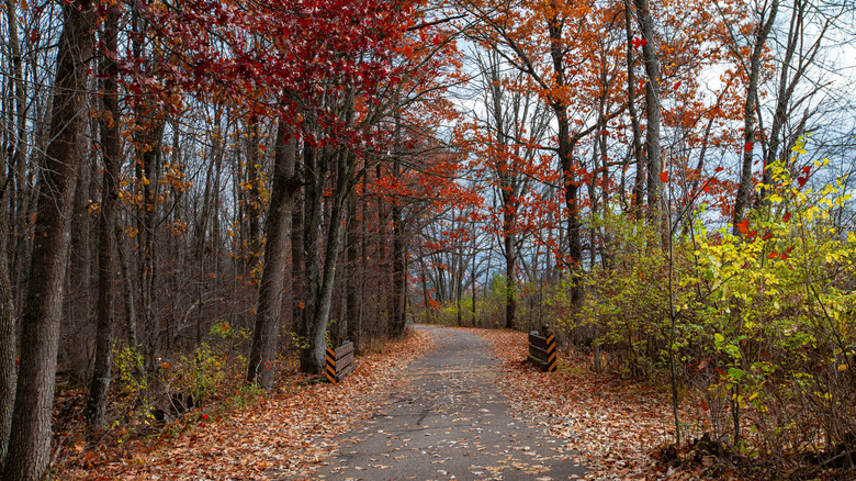 A country road lined with trees in Merrill, Wisconsin