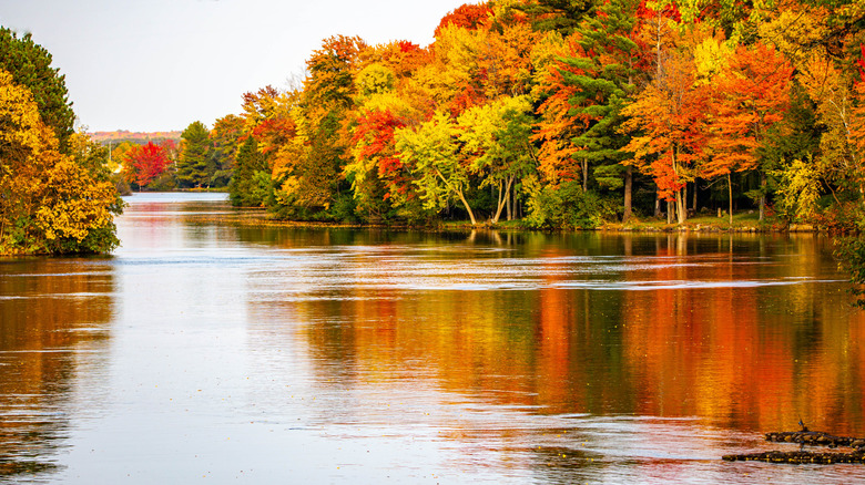 Autumn trees lining the Wisconsin River in Merrill, Wisconsin
