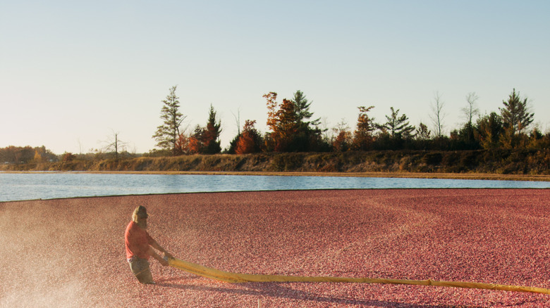 Cranberry bog in Warrens, Wisconsin