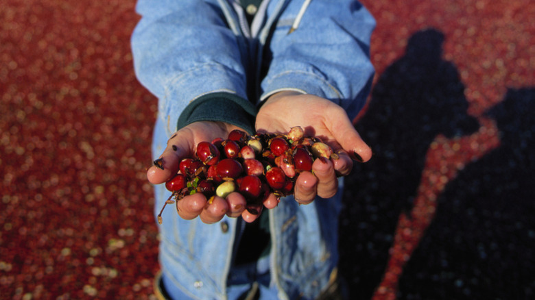 Child holds handful of cranberries in Warrens, Wisconsin cranberry bog