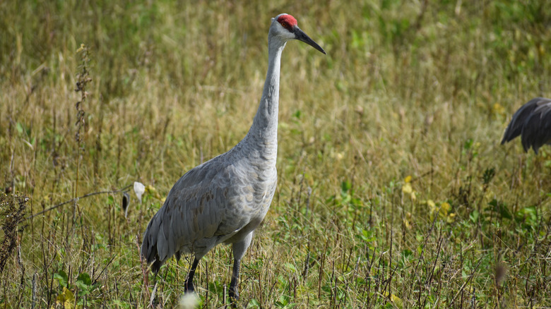 A sandhill crane, with a distinctive red spot on its head, at Horicon Marsh