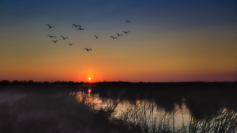 Birds in flight over wetlands at sunrise in Horicon Marsh, Wisconsin