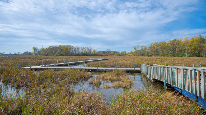 Elevated boardwalks zig-zagging around the wetlands at Horicon Marsh
