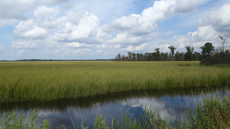 Marshlands in the Crex Meadows State Wildlife Area in Wisconsin