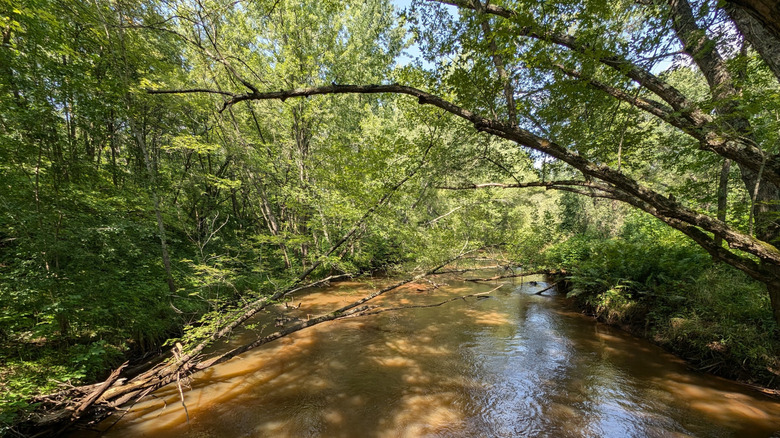 Trees along the banks of the St. Croix River in Governor Knowles State Forest near Grantsburg, Wisconsin