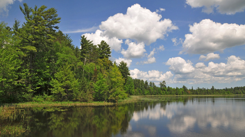 Forested lakeshore in Chequamegon-Nicolet National Forest