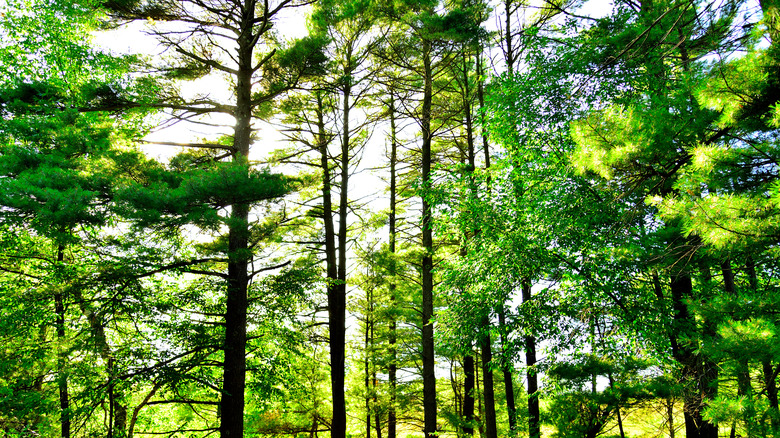 Fir and pine trees at Kohler-Andrae State Park, Wisconsin
