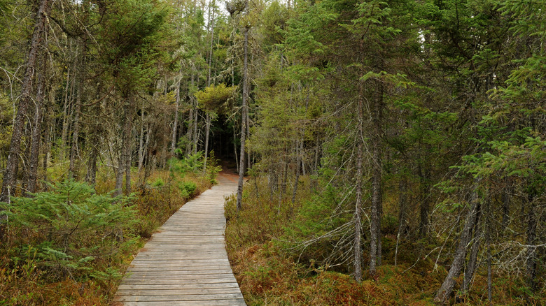 A boardwalk built across a bog on a trail in the Northern Highland-American Legion State Forest